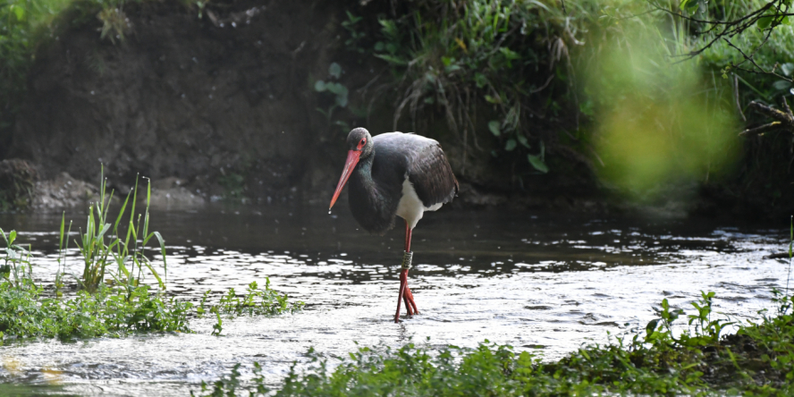 Cigogne noire marchant dans un cours d'eau